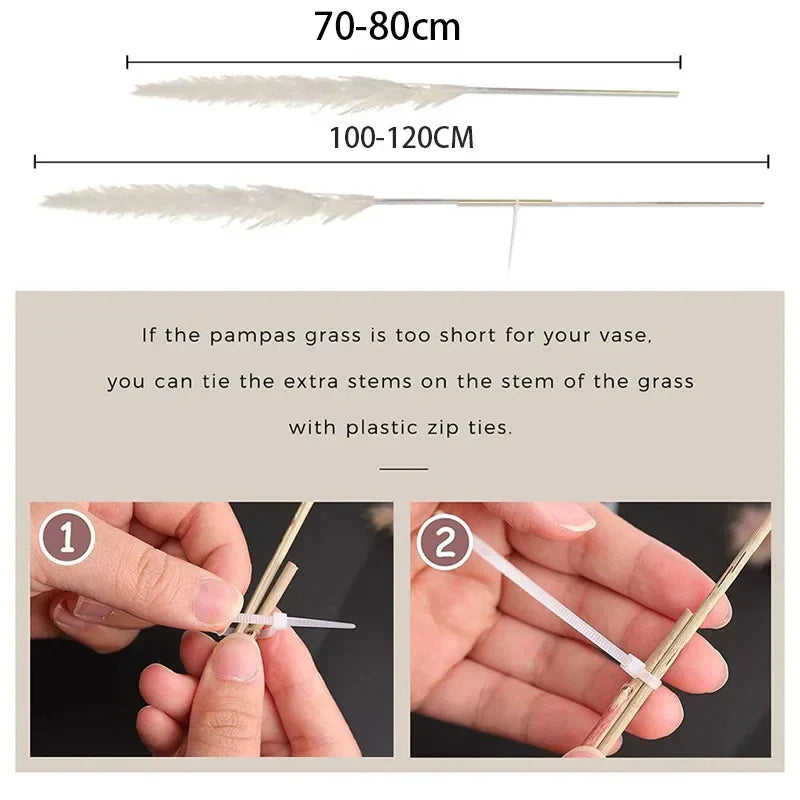 Natural Dried Pampas Grass for Home Decoration