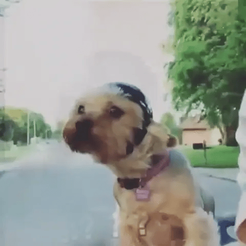 Pet Motorcycle Helmet and Goggles Safe Dog Riding Gear