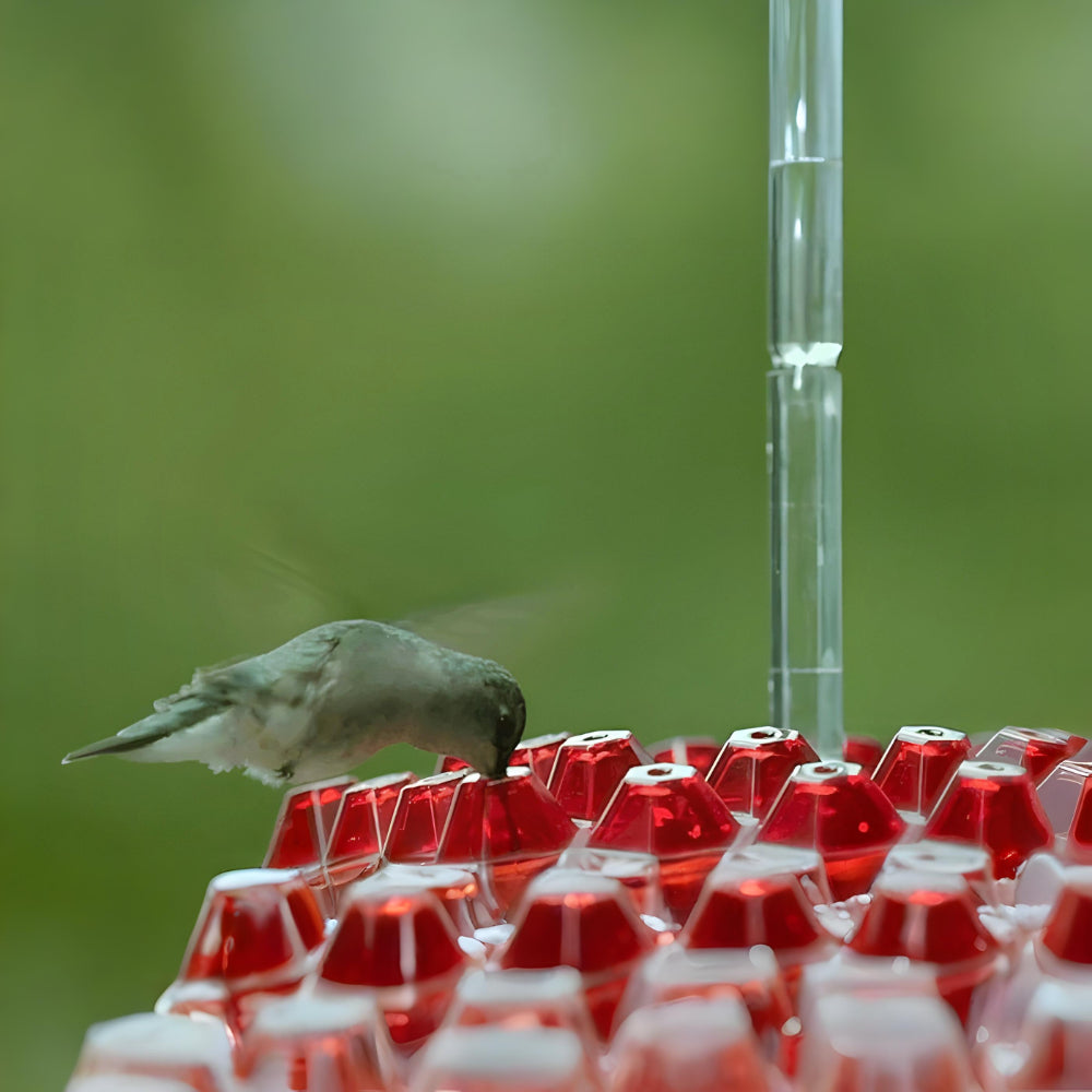 Colorful Bird Feeder Hanging Nectar Station