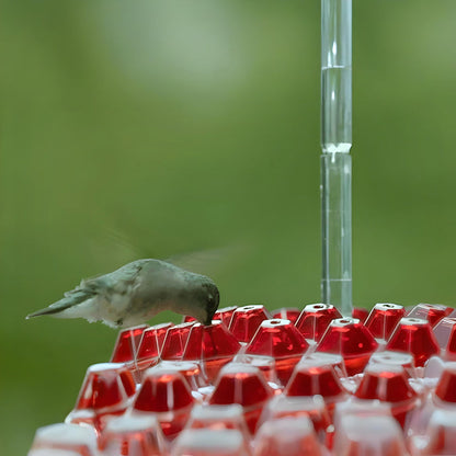 Colorful Bird Feeder Hanging Nectar Station