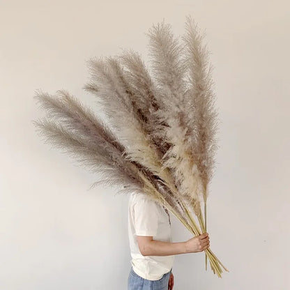 Natural Pampas Grass for Rustic Wall Decoration