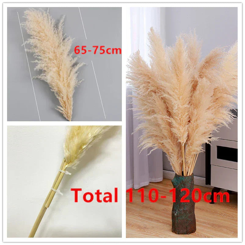 Natural Dried Pampas Grass for Home Decoration