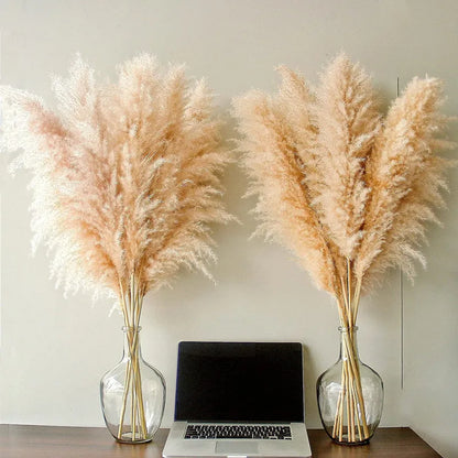 Natural Dried Pampas Grass for Home Decoration