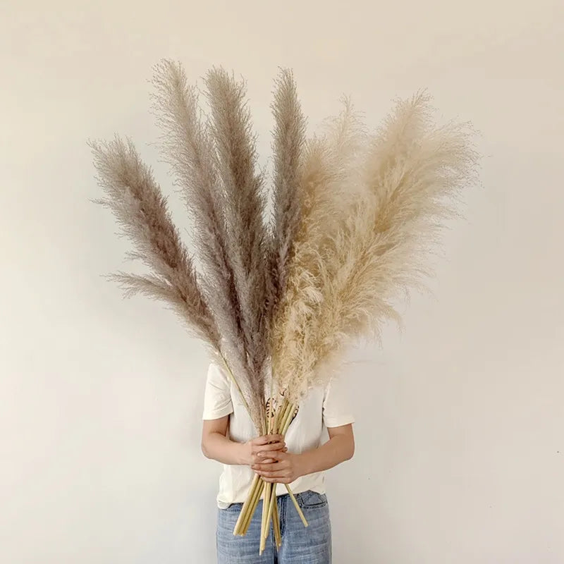 Natural Dried Pampas Grass for Home Decoration