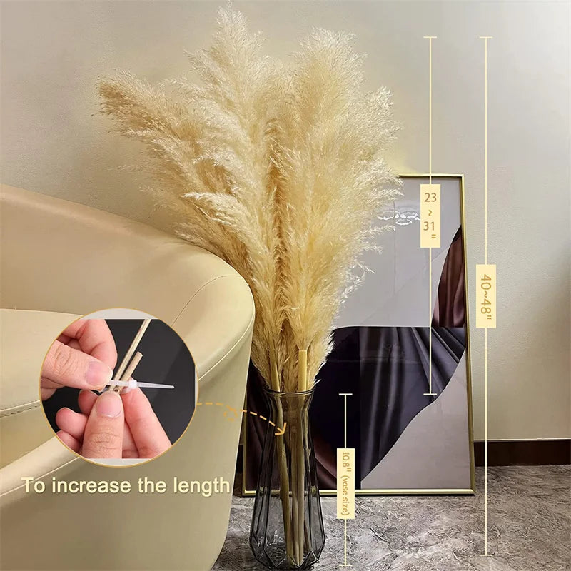 Natural Dried Pampas Grass for Home Decoration
