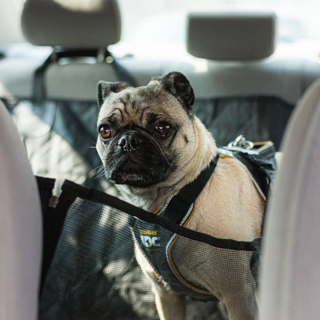 Premium Pet Car Seat Protector for Mess Free Travel