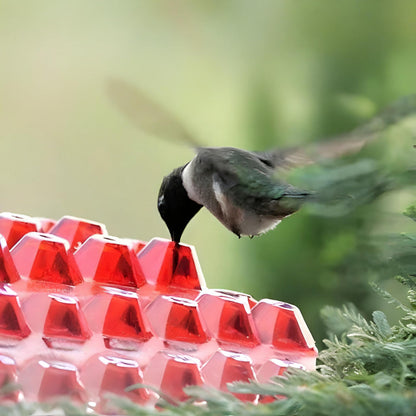 Colorful Bird Feeder Hanging Nectar Station