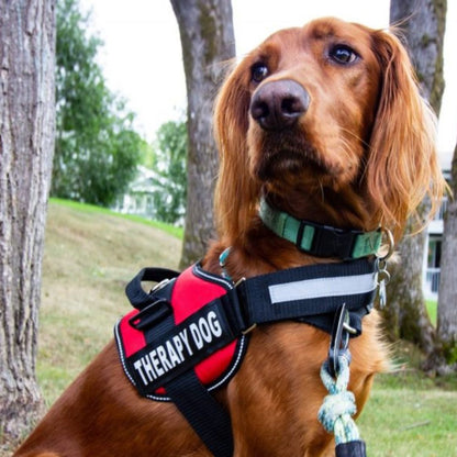 Comfortable Dog Harness - Adjustable Leash Helper - Lusomart