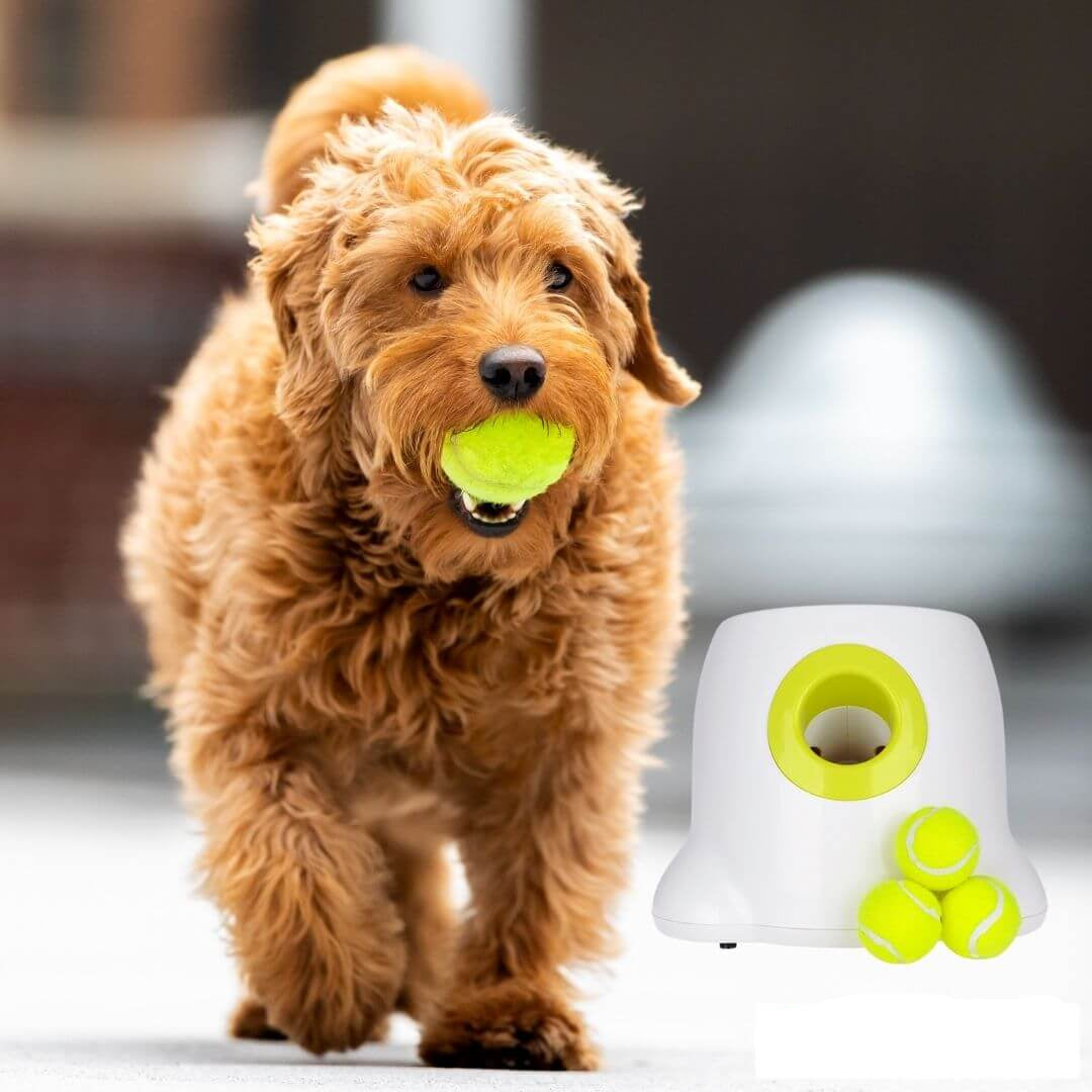 Automatic Dog Ball Thrower - Pet Fetch Toy - Lusomart
