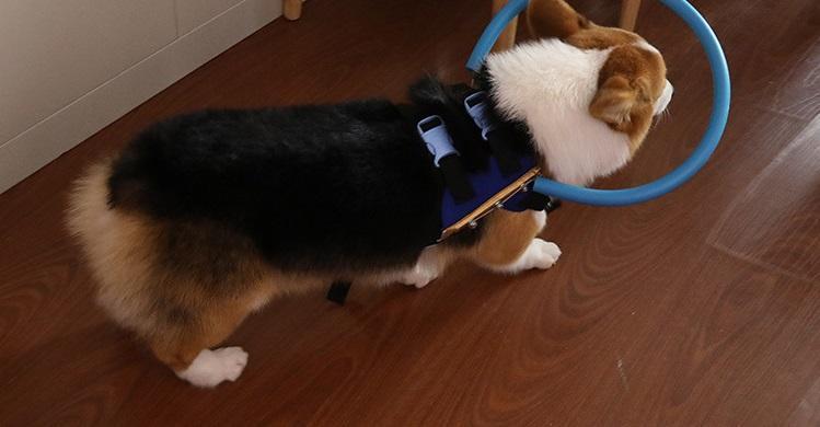 Comfortable Blind Dog Support Collar Harness