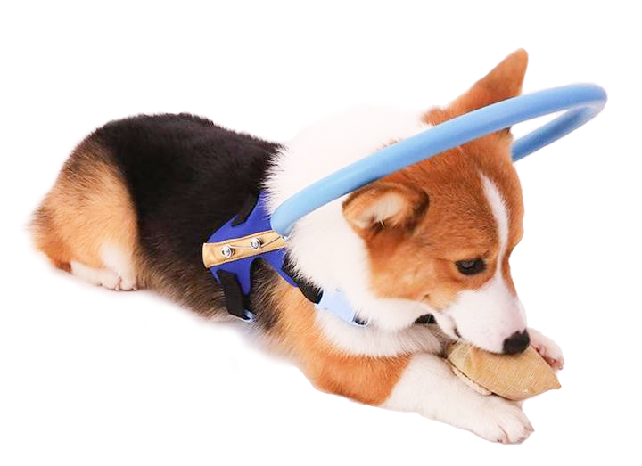 Comfortable Blind Dog Support Collar Harness