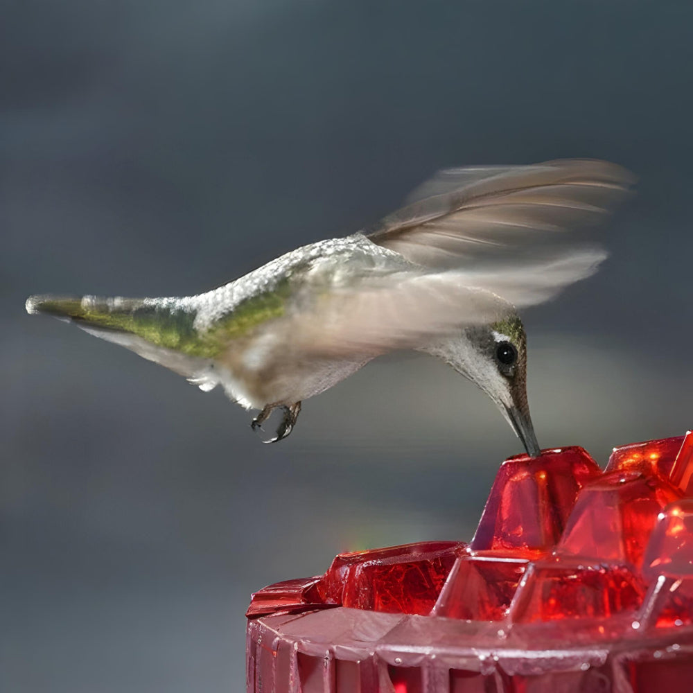 Colorful Bird Feeder Hanging Nectar Station