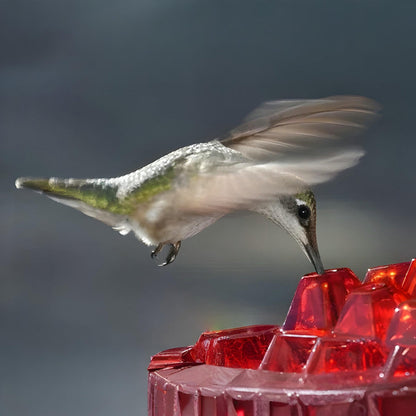 Colorful Bird Feeder Hanging Nectar Station