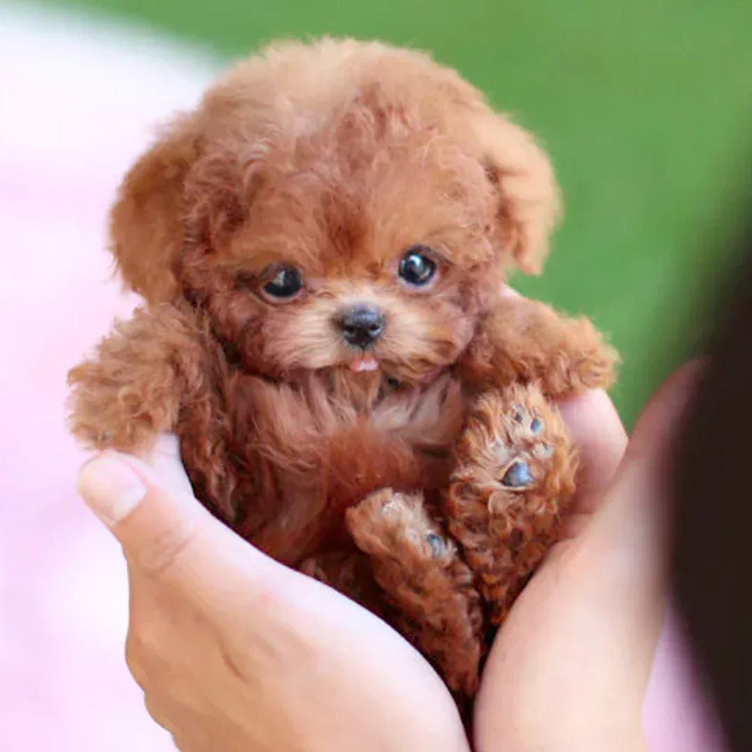 Cute Interactive Puppy Toy With Motion Sensors - Lusomart