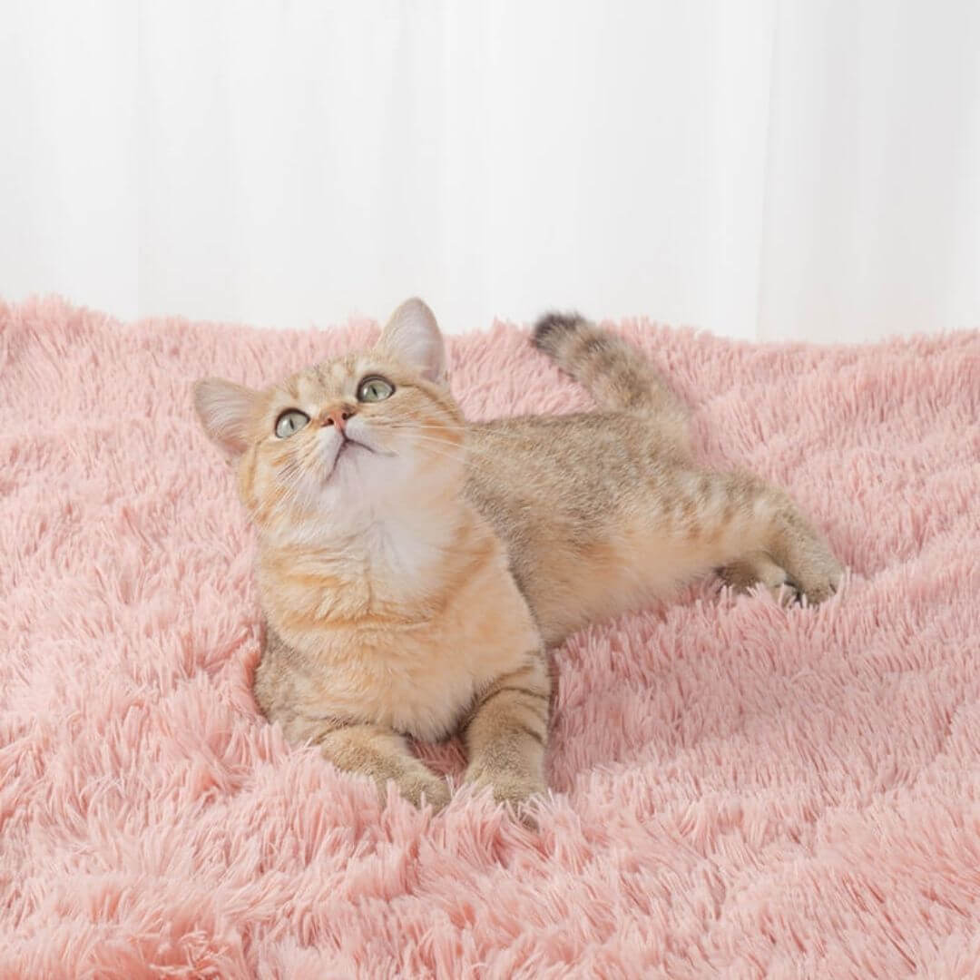 Soft Plush Pet Blanket for Calming Comfort