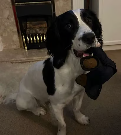 Strong Teddy Plush Toy