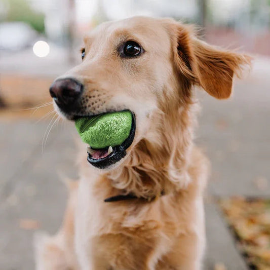 Interactive Rechargeable Dog Ball Toy - Lusomart