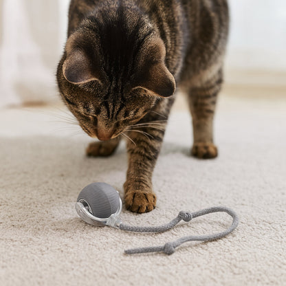 Fun Pet Interactive Chase Ball Toy