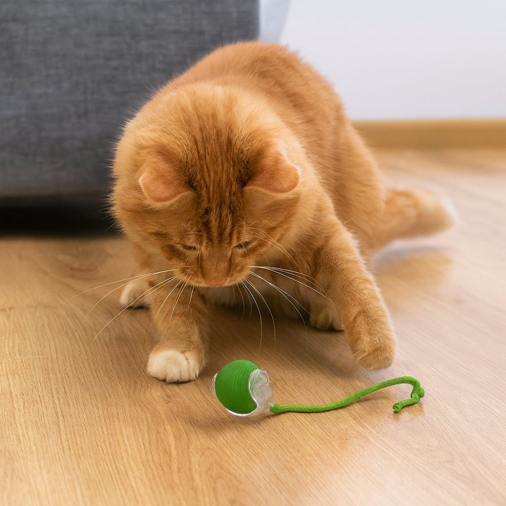 Fun Pet Interactive Chase Ball Toy