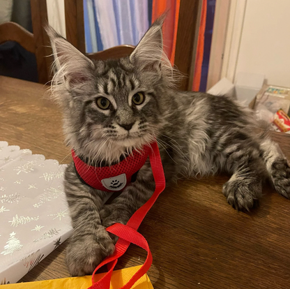 Comfortable Cat Harness and Leash Set, Adjustable Breathable Design for Safe Outdoor Adventures – Best Cat Harness for Kittens and Cats 5