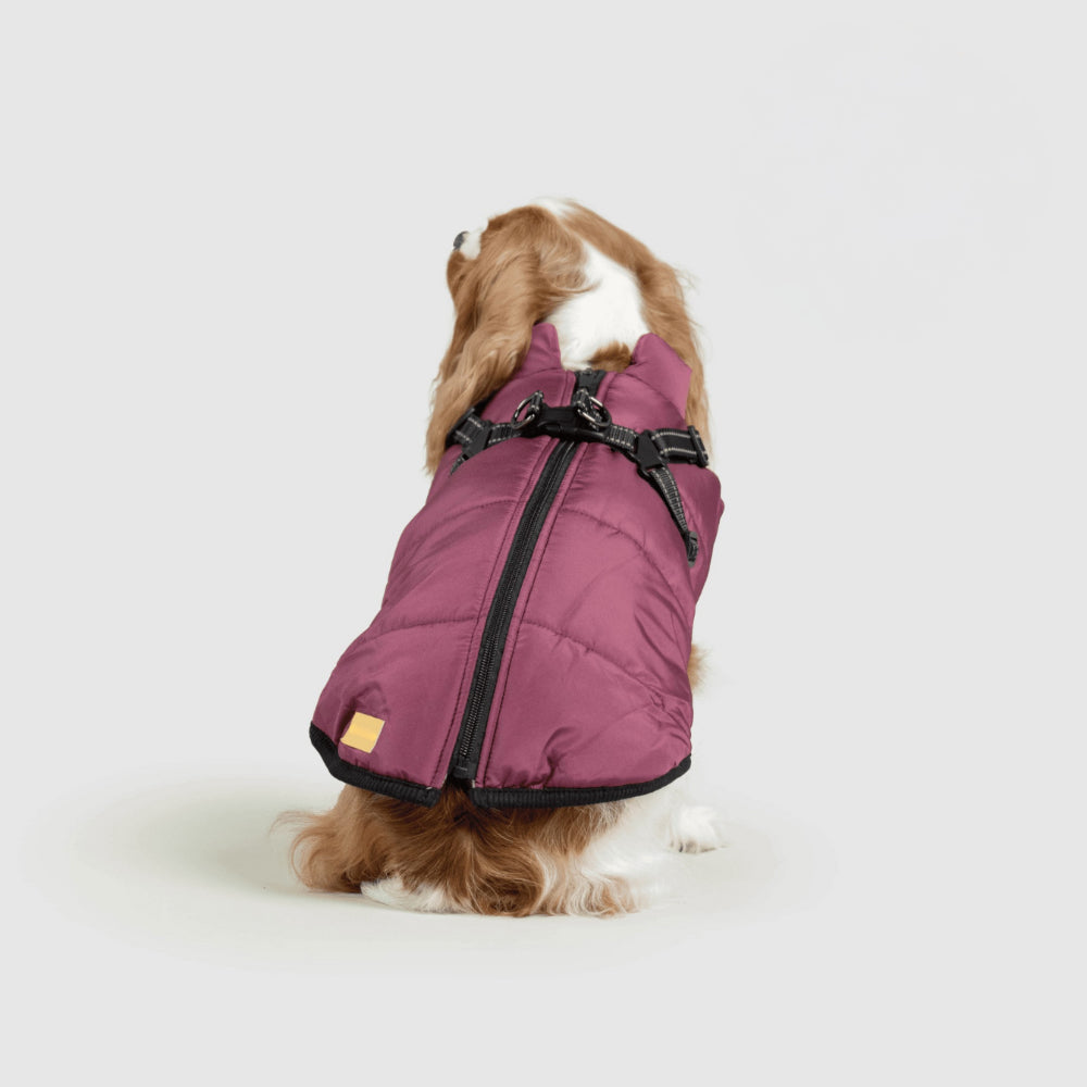 Warm Waterproof Dog Coat for Cold Weather