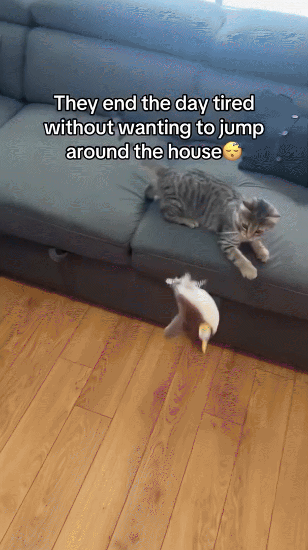 FelineGem | Interactive Plush Cat Toy That Moves for Active Playtime 1
