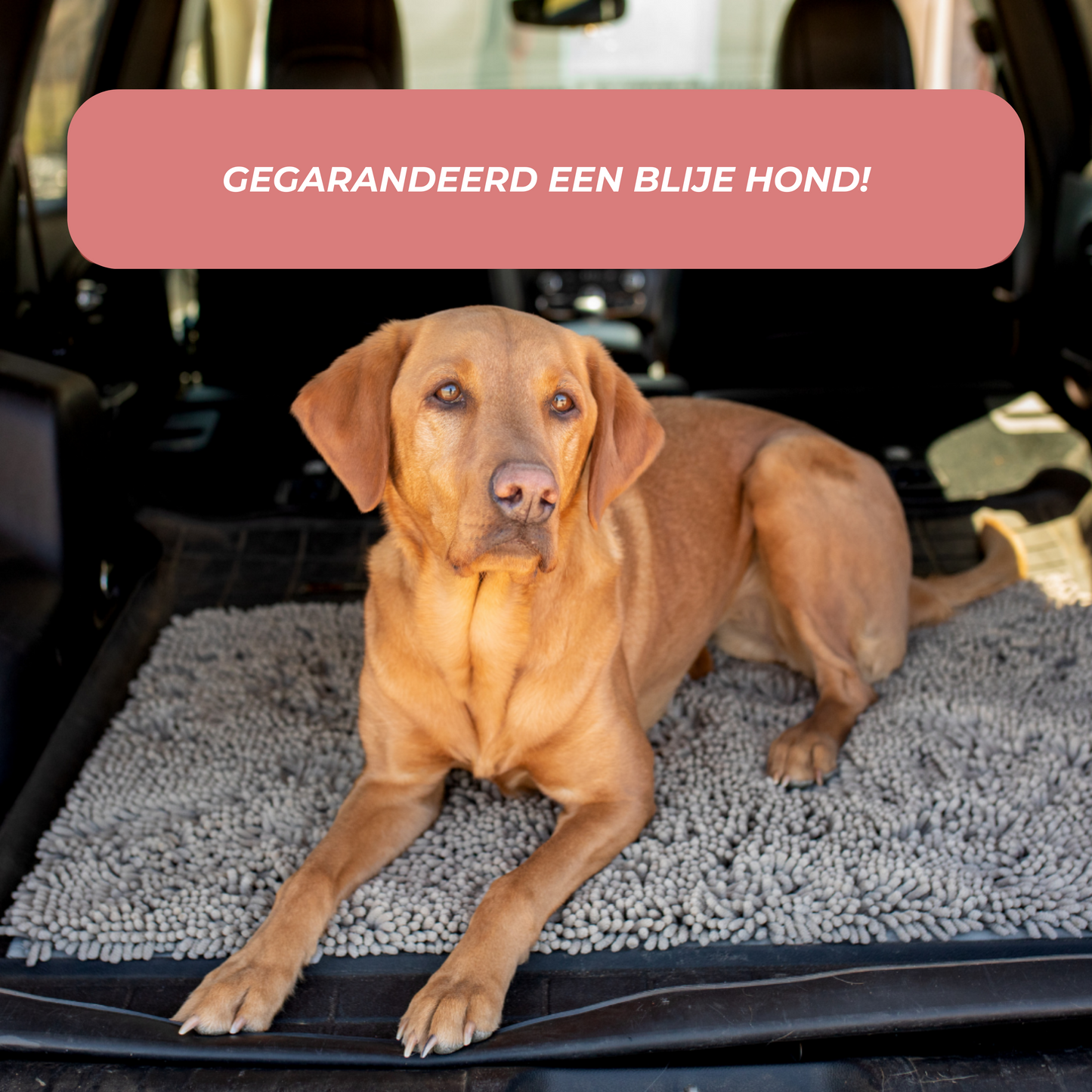 Highly Absorbent Dog Mat, Non-Slip Cleaning Mat for All Floor Types, Machine Washable, Durable Design 1