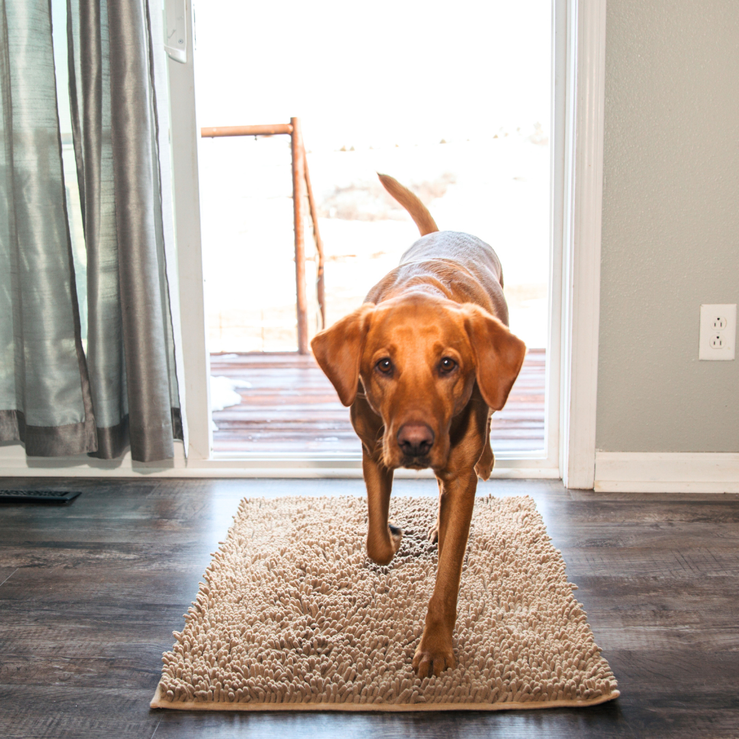 Highly Absorbent Dog Mat, Non-Slip Cleaning Mat for All Floor Types, Machine Washable, Durable Design 5