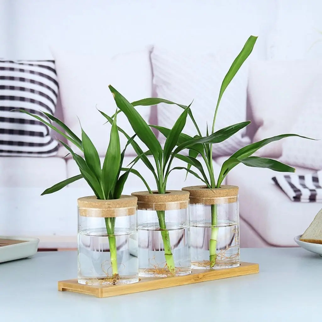 Transparent plant propagation vase made from durable borosilicate glass for hydroponic gardening enthusiasts