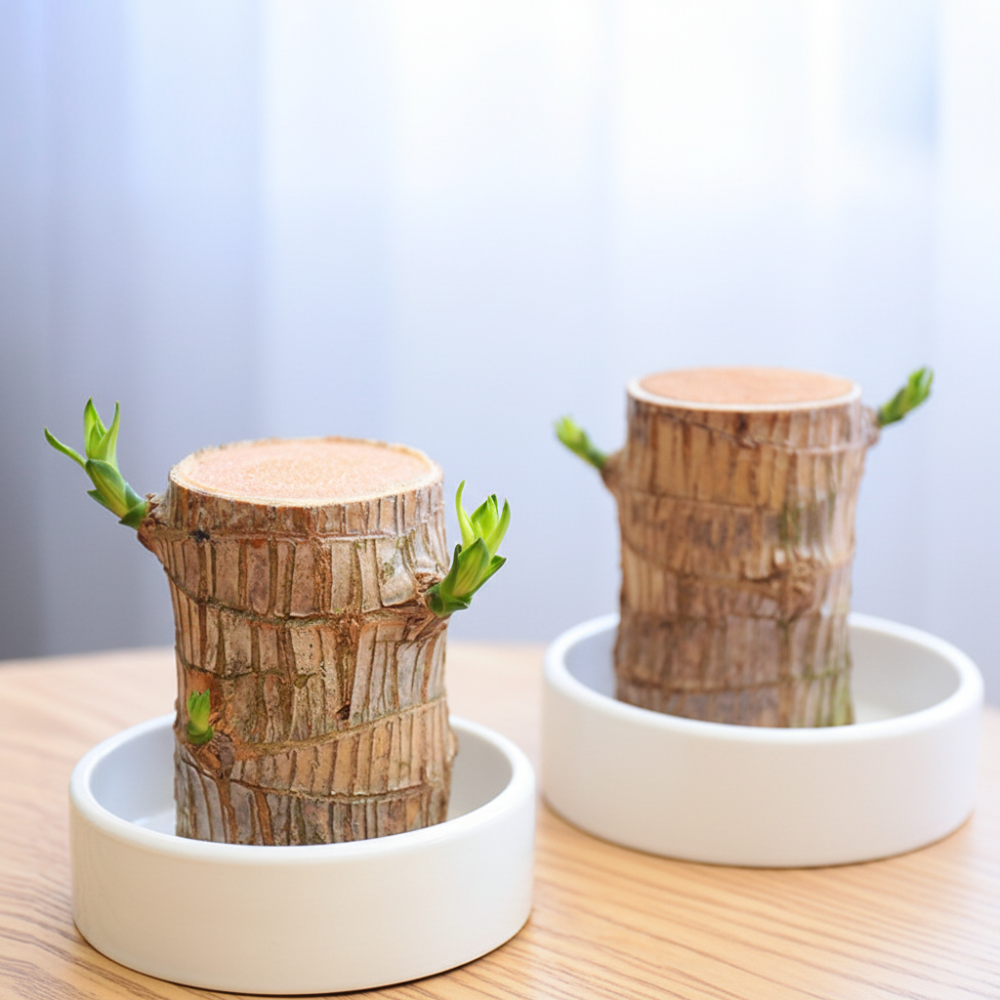 Natural Bamboo Plant in Ceramic Planter Air Freshener - Lusomart