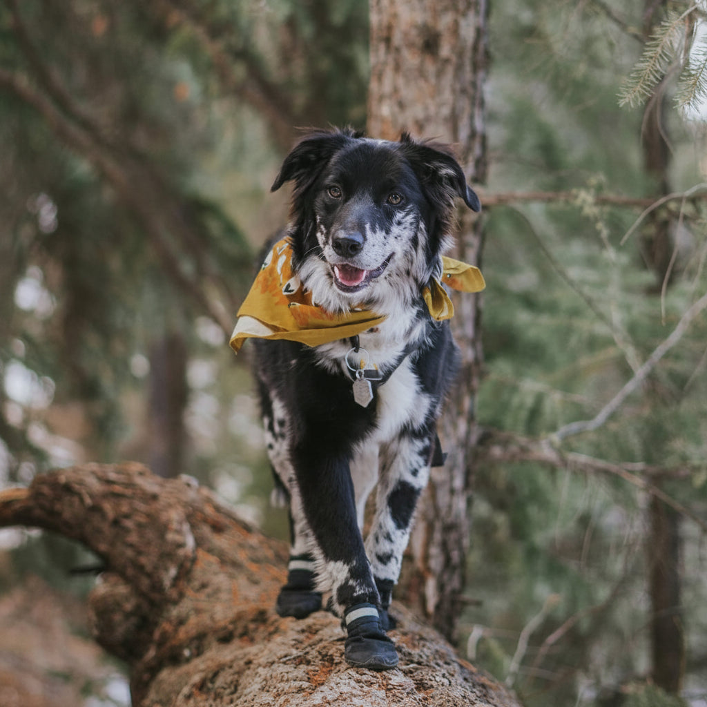 Waterproof Pet Booties Grip Sole Dog Shoes