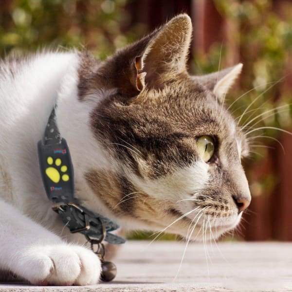 GPS Pet Tracker Collar for Cats - Lusomart