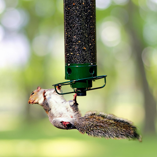 Weatherproof Squirrel Resistant Outdoor Hanging Bird Feeder Tube - Lusomart
