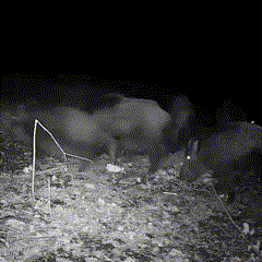 Motion Night Vision Wildlife Trail Camera