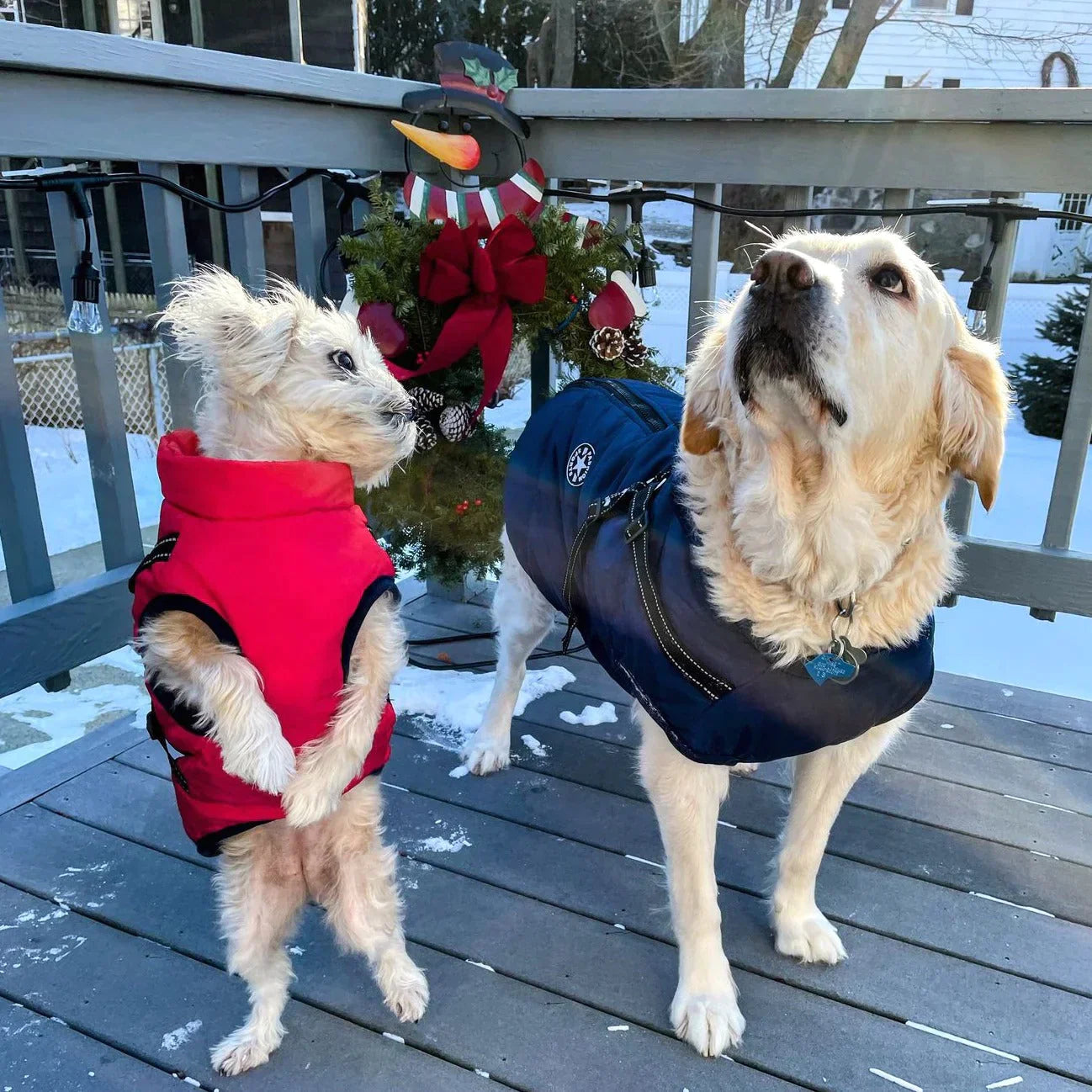 Waterproof Dog Coat with Built-in Harness – Warm, Weather-Resistant Dog Jacket for All Breeds 1