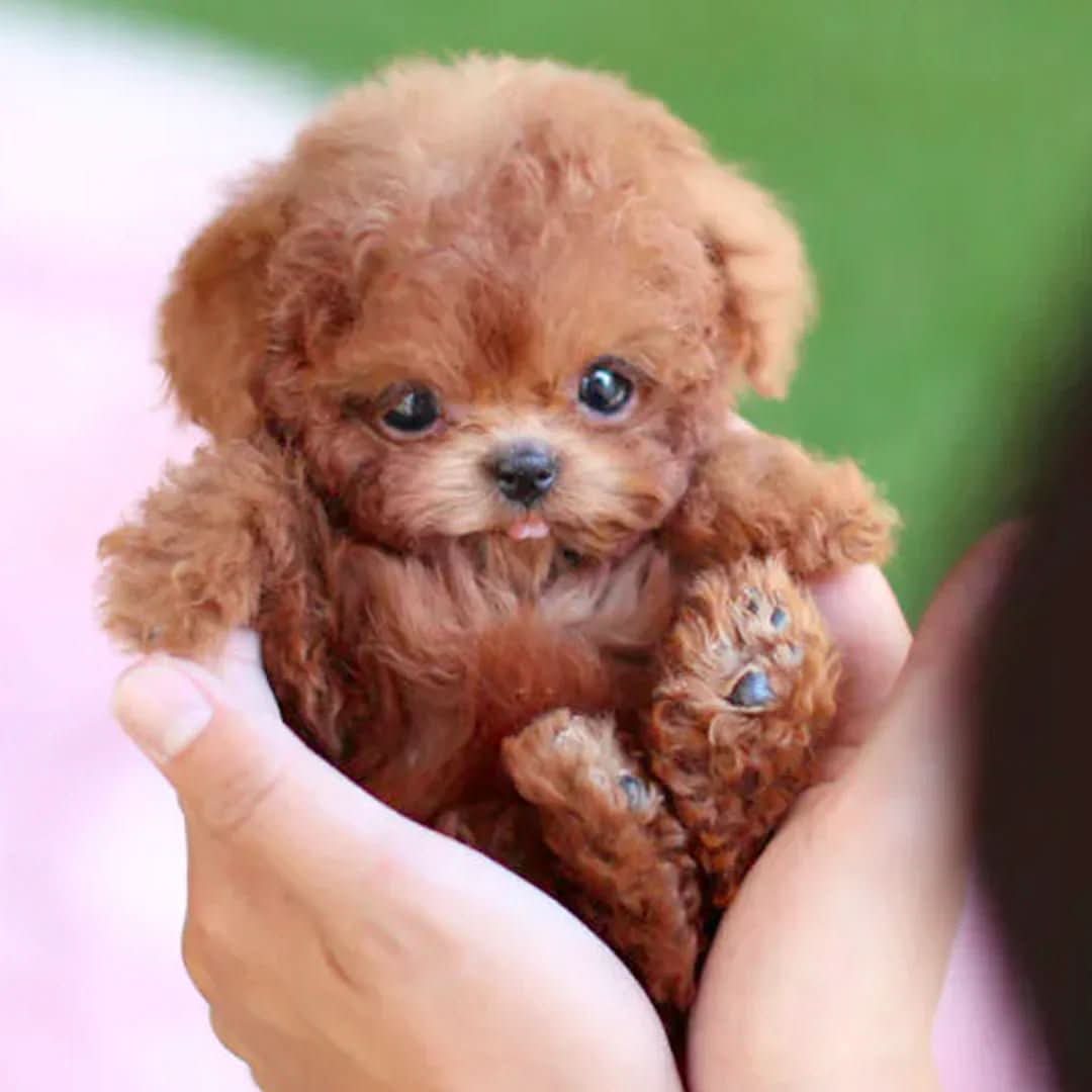 WuffiMotion | Interactive Soft Plush Dog Toy for Kids 0