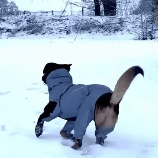 Waterproof Dog Rain Jacket With Leg Covers