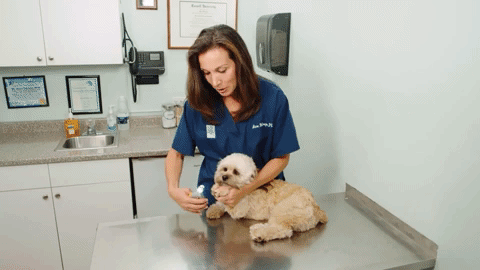 Easy Clip Pet Nail Trimmers with Quick Sensors