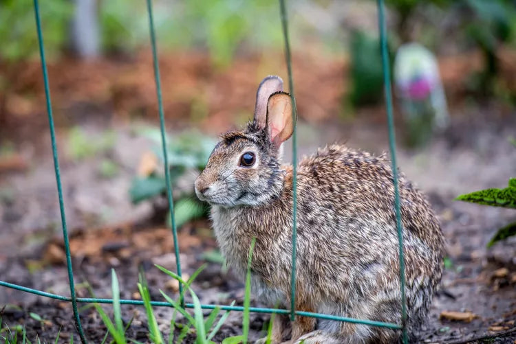 Outdoor Solar Powered Animal Repellent With Strobe Light